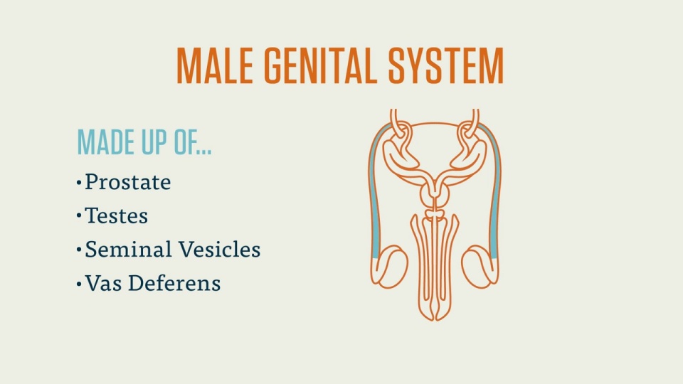 CPC Exam Male and Female Genital System