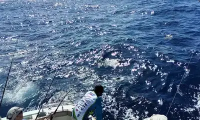 Cabo San Lucas Report Video 2