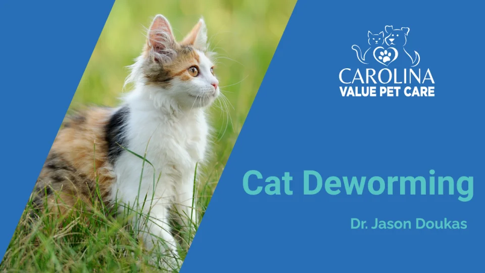 Cat Deworming