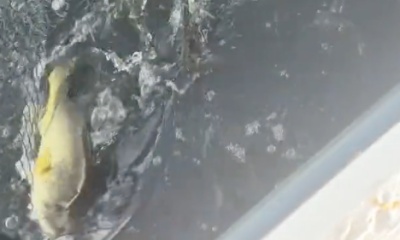 Clewiston Report Video 1