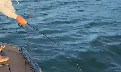 Captain Curtis put us on fish....bigtime !
