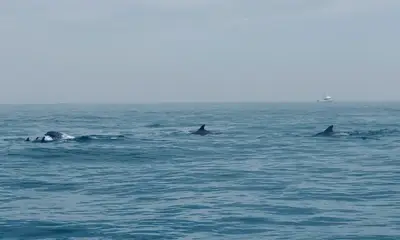 Went to fish, got to see dolphins!