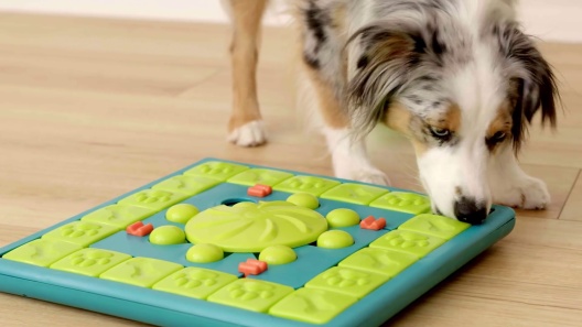 Nina Ottosson Smart Puzzle Dog Toy – Paws For Enrichment