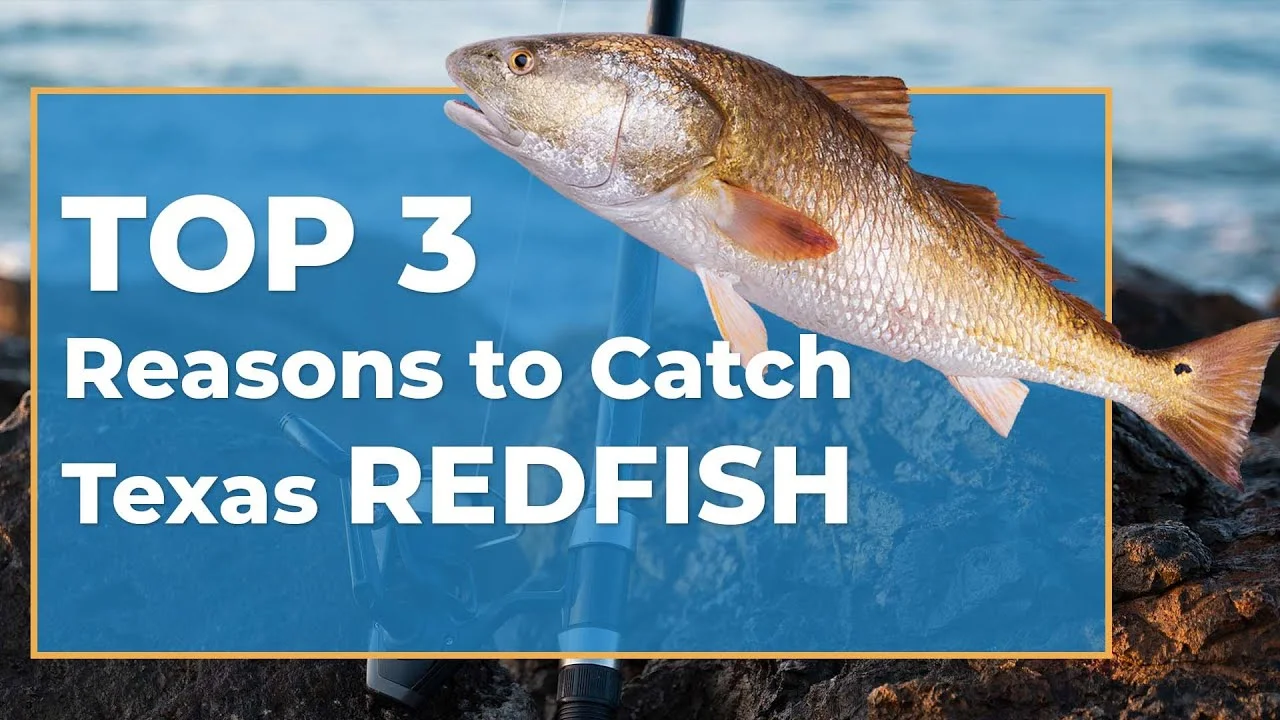 วิธีตกปลา Redfish ในเท็กซัส: Theวิธีตกปลา Redfish ในเท็กซัส: The  