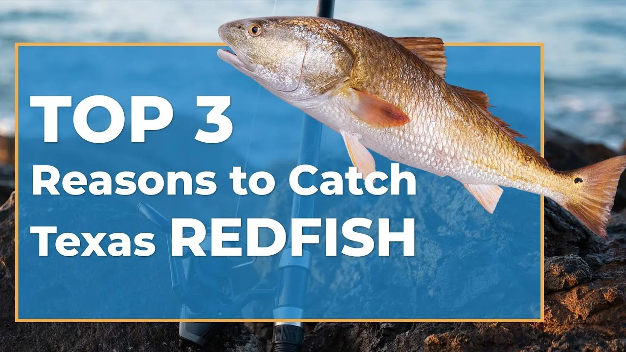 How to Fish for Redfish in Texas: The Complete Guide