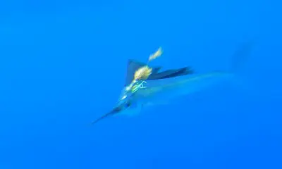 Cancún Report Video 0