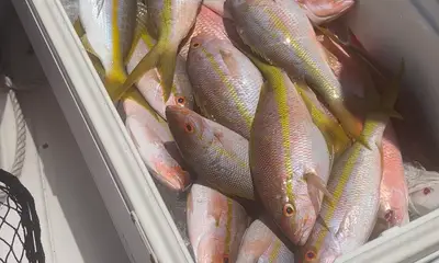 Miami Report Video 0