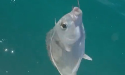 Boynton Beach Report Video 1