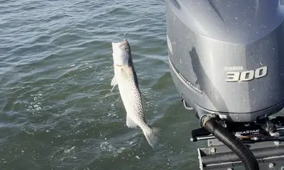 Capt Andrew put us on fish all day - red fish, grouoer, snook, countless trout and my first cobia!  All while managing 6 of us!!