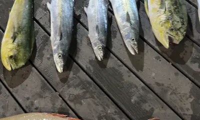Key West Report Video 0