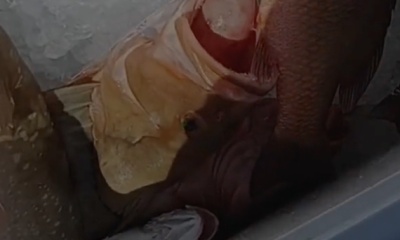 Lemon Bay Report Video 0