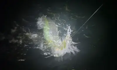 Boca Grande Night Tarpon Fishing ? Giant