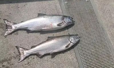 Tillamook Report Video 0