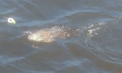 Surf City Report Video 0