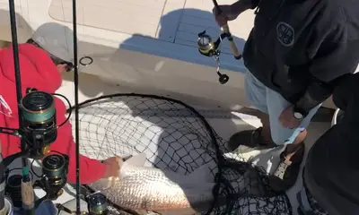 Gloucester Point Report Video 0