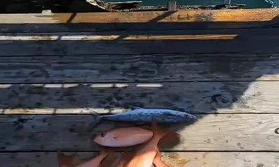 Destin Report Video 1