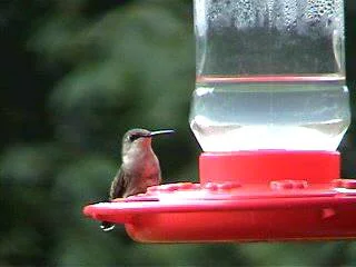 その他 Video Guide to Hummingbirds [DVD] Amazon.com: Nature: Hummingbirds : ., .: Movies & TV