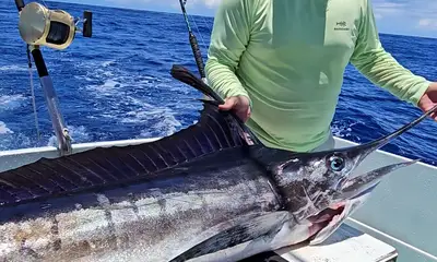 Haleiwa Report Video 0