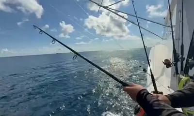 Jumping sailfish x3