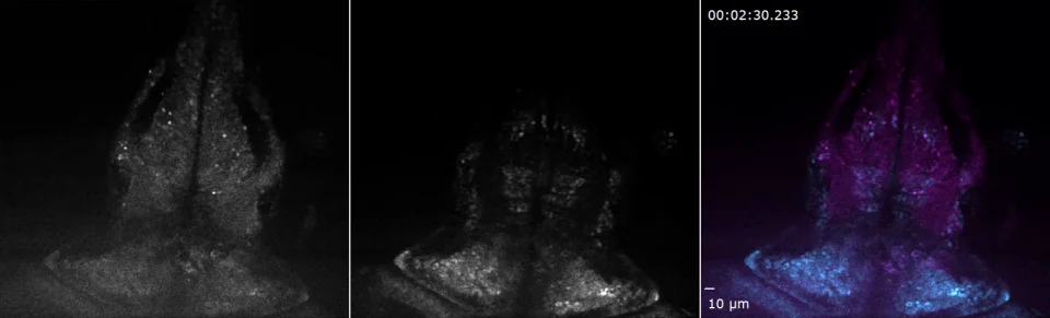 VIVO Multiphoton - 3i