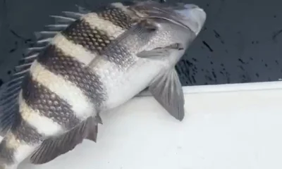 Holmes Beach Report Video 0