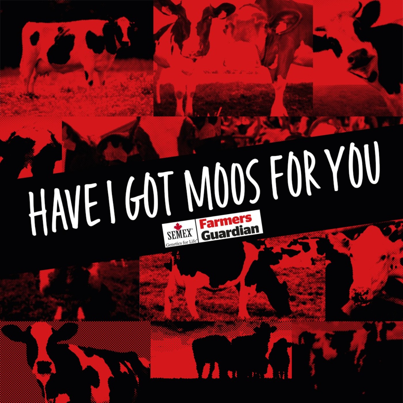Have I Got Moos For You Artwork