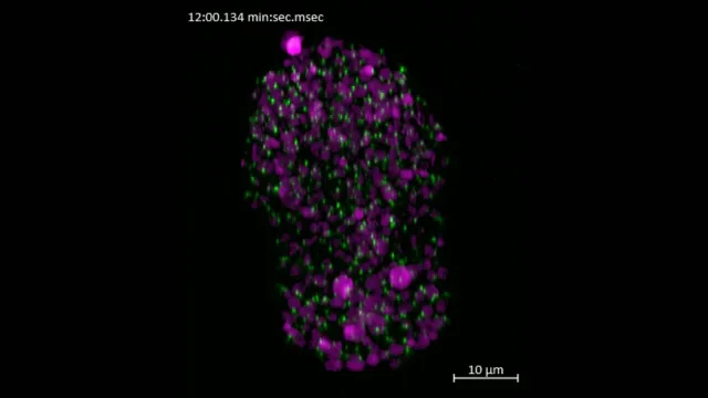 ZEISS Lattice Lightsheet 7 - C. elegans 3