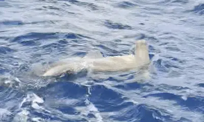 7\u2019 300+ lb Hammerhead. Do i need to say anything else?