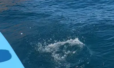 Bahía de los Ángeles Видео отчет 0