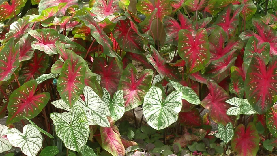 All About Caladium