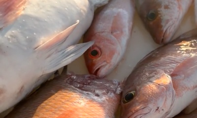 Englewood Report Video 1