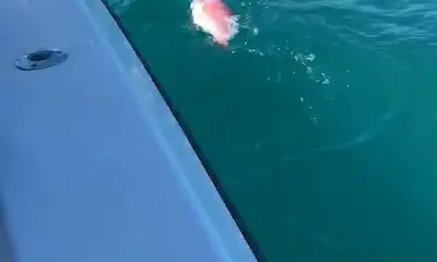 Galveston Report Video 0