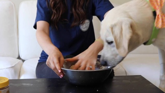 Play Video: Learn More About Whisk & Wag From Our Team of Experts