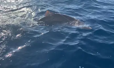 Wilmington Report Video 0