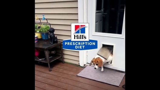 Play Video: Learn More About Hill's Prescription Diet From Our Team of Experts
