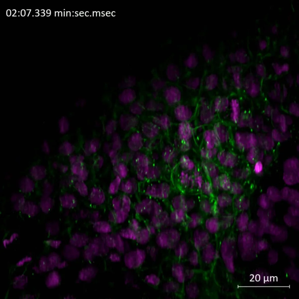 ZEISS Lattice Lightsheet - Zebrafish 1