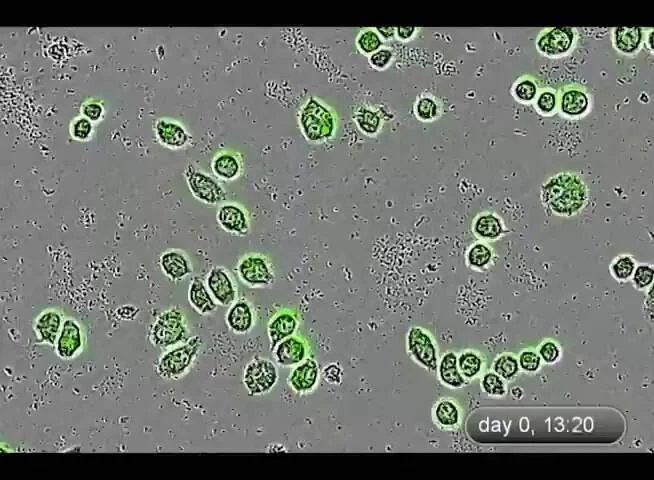 Macrophage Phagocytosis Assay