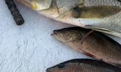 Gulf of Mexico Report Video 1