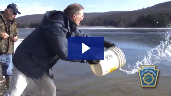 Stocking Trout at Chapman State Park