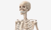 A Review of the Skeletal System