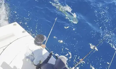 Cabo San Lucas Bericht Video 1