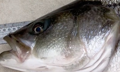 Saugerties Report Video 0