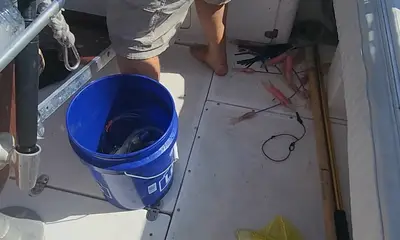 Shawn and Joe did great 