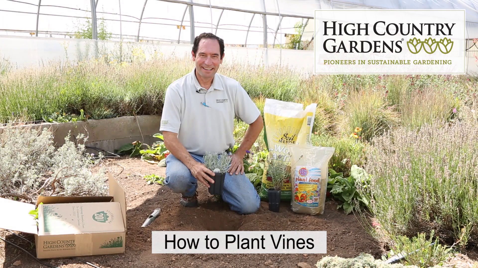 Vines Lonicera sempervirens Blanche Sandman Trumpet Honeysuckle 1 Litre