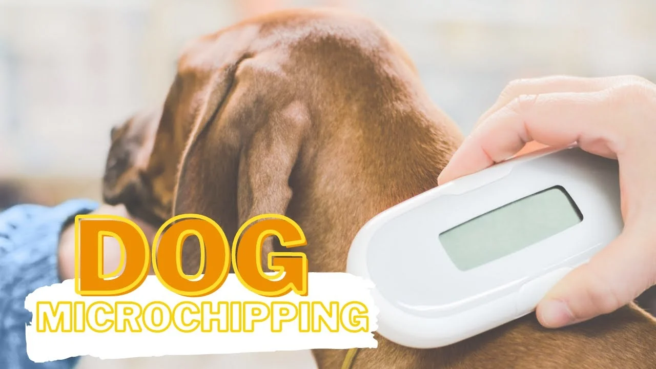 what does it mean if your dog is microchipped