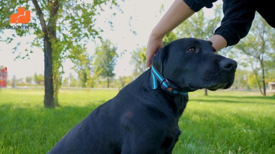 thumbnail image 2 of Smart Pet 1100 Yard Remote Dog Training Collar - Beep/Vibrate/Shock - Rechargeable 2 of 4
