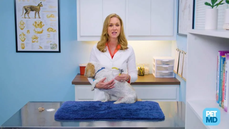 Dog Nail Trimming: How to Cut Dog Nails the Safe and Stress-Free Way | PetMD Dog Nail Trimming: How to Cut Dog Nails the Safe and Stress-Free Way | PetMD