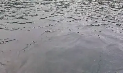 bravo captain