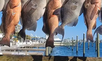 Destin Report Video 0