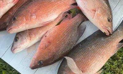 Clewiston Report Video 4